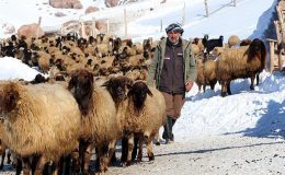 Dünyada sadece Van’da bulunuyor! ‘Norduz koyununun neslini kurtardık’