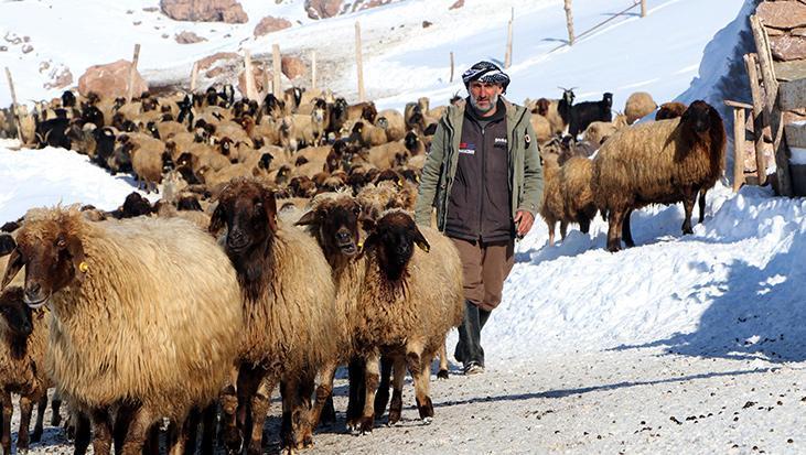 Dünyada sadece Van’da bulunuyor! ‘Norduz koyununun neslini kurtardık’