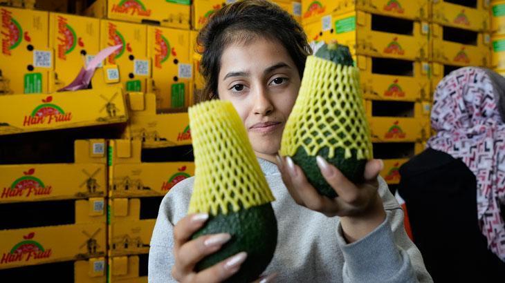 Türk avokadosu kilogramı 5 dolardan yok satıyor