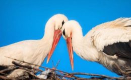 Yaren leylekten yeni haber! ‘Mutlulukları gözlerinden okunuyor’