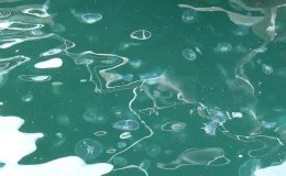 Marmara Denizi’nde yeni istilacı türler