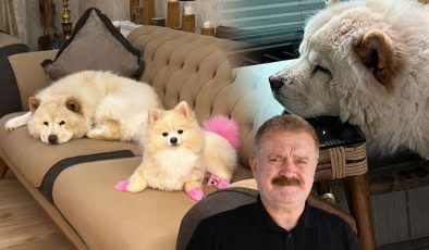 Çin aslanı evdeki diğer köpeği kıskandı sahibini hastanelik etti: Pacağı parçalandı