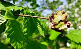 Fındıkta ‘külleme’ ile mücadele