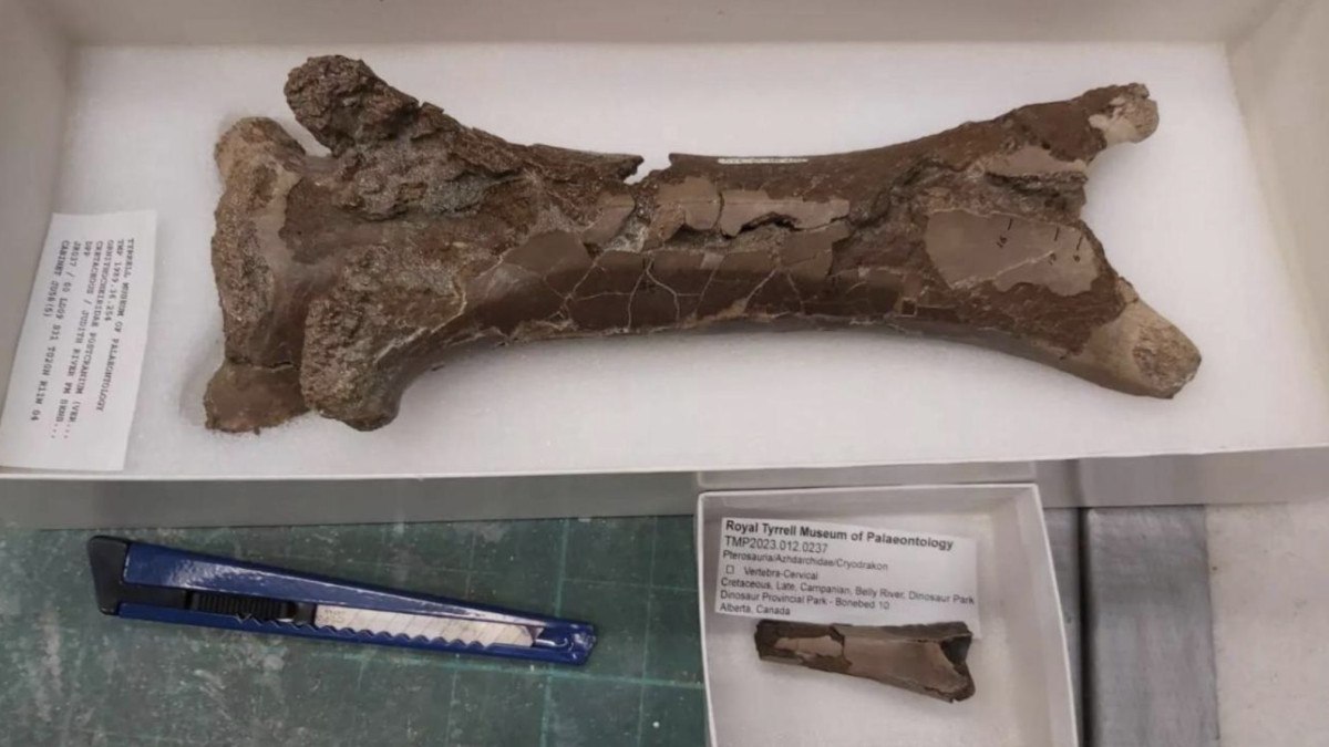 76 milyon yıllık ‘cinayet’ çözüldü: Isırık izi ortaya çıktı