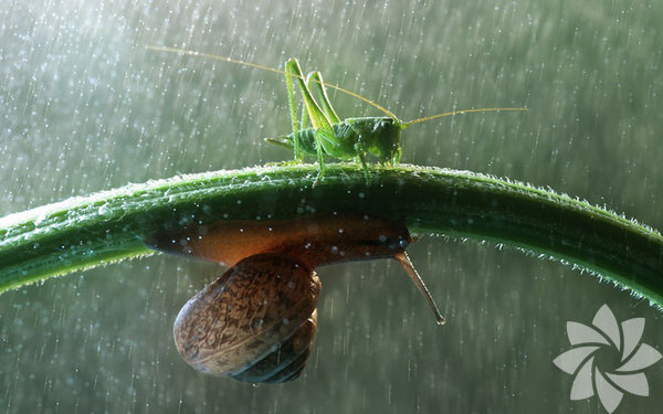 Bitkileri şemsiye olarak kullanan hayvanlar