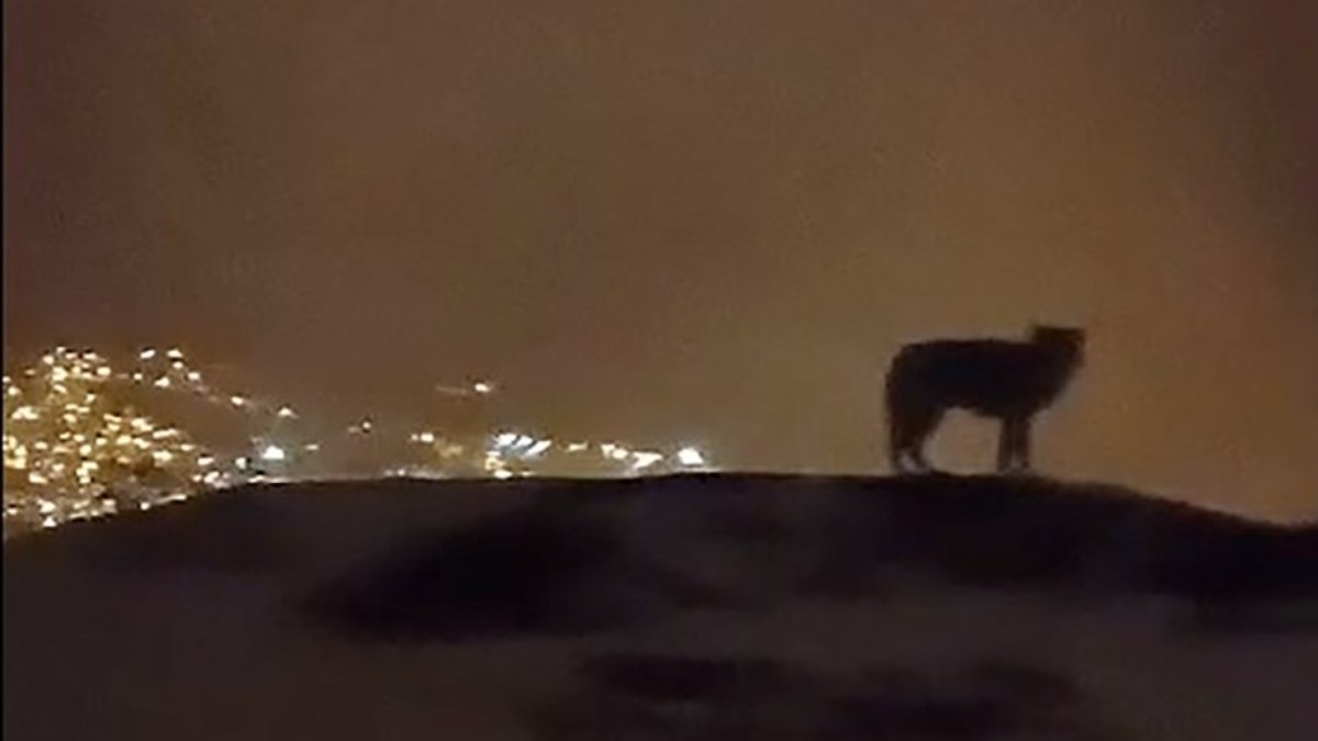 Hakkari’de şehri izleyen kurt kameralara yansıdı