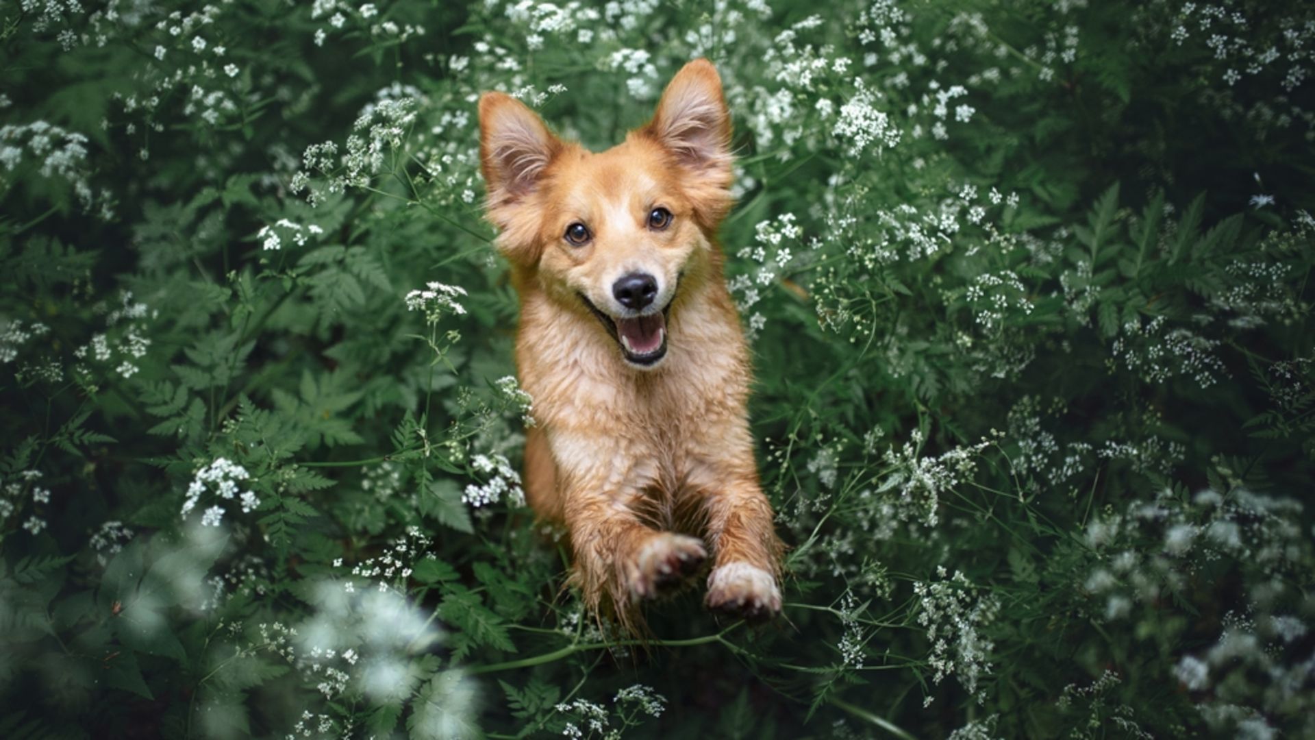 Kahkaha atmanın faydaları