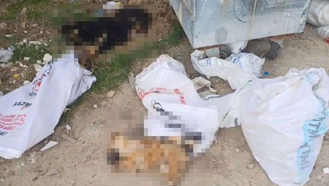 Kırklareli’nde 11 köpek ve bir kuzu ölü bulundu