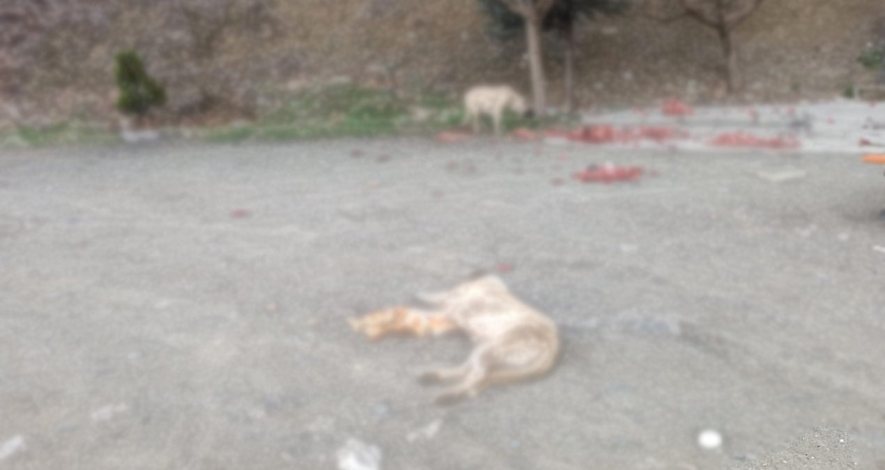Elazığ’da zehirli etle köpekleri öldürdüler!