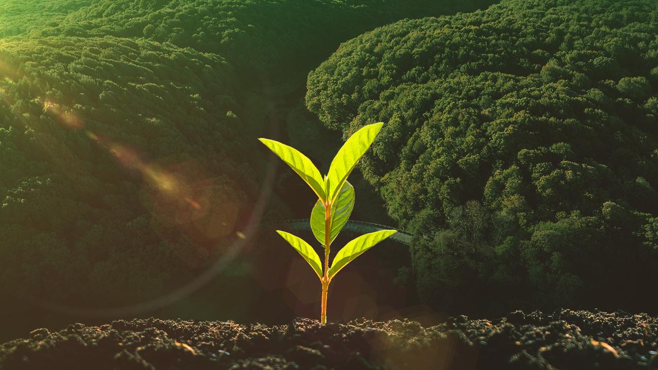 2024’te 500 milyondan fazla fidan toprakla buluştu